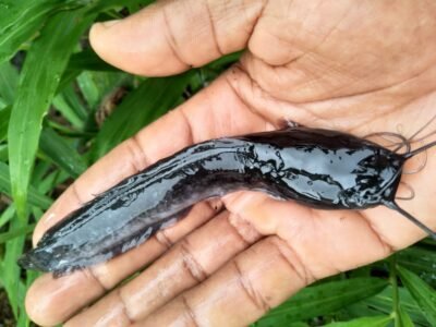 WhatsApp Image 2025-07-21 à 22.24.10_76008fa3 Alevins