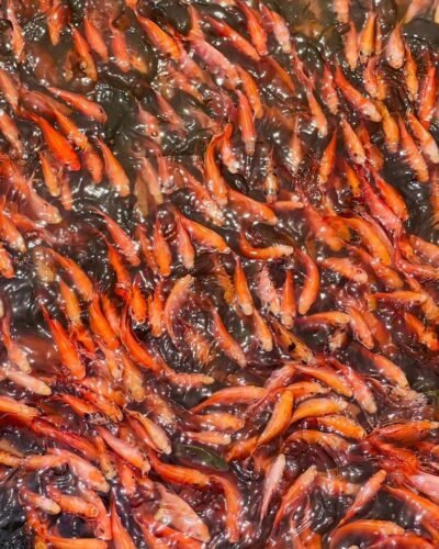 WhatsApp Image 2025-07-21 à 22.26.58_d1b768a9 Alevins