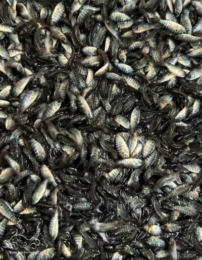 WhatsApp Image 2025-07-21 à 22.27.39_1dfafdca Alevins sélectionnés 3g