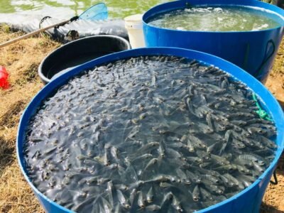 Alevins sélectionnés 3g