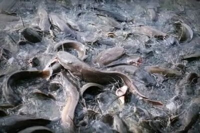 Poisson silure 400-1000g