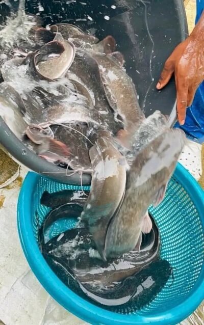 Poisson silure 400-1000g