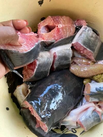 Poisson silure 400-1000g